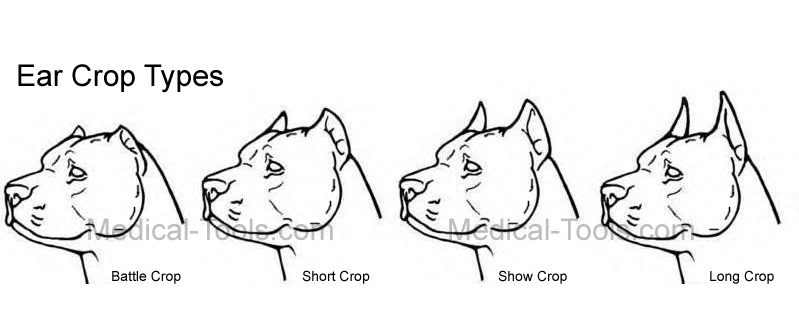 Doberman Ear Cropping Chart