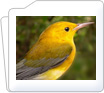 Birds Instruments