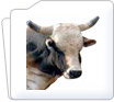 Cow-Bull Instruments