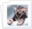 Cat-Feline Instruments
