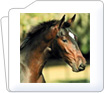 Equine Dental