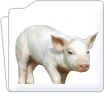 Pig Instruments