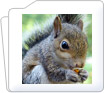 Rodent Instruments