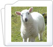 Sheep Instruments